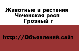  Животные и растения. Чеченская респ.,Грозный г.